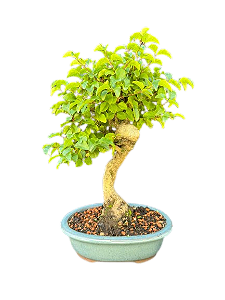 Bonsai Ligustrum - 5 anos