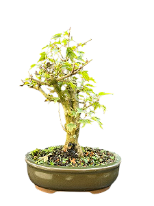 Bonsai Acer Kaede - 5 anos