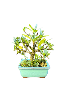Bonsai Jasmin anão - 2 anos