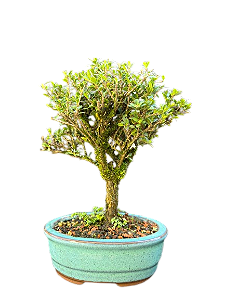Bonsai Serissa dobrada - 3 anos