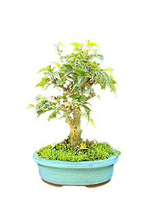 Bonsai Acer Kaede - 4 anos