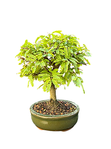 Bonsai Calindra - 2 anos