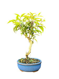 Bonsai Pitanga - 2 anos