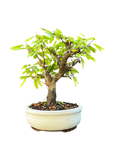 Bonsai Caliandra - 2 anos