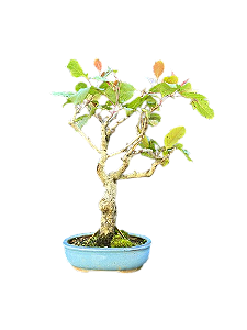 Bonsai Mini maçã - 5 anos