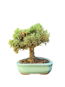 Bonsai Junípero Shimpaku - 4 anos