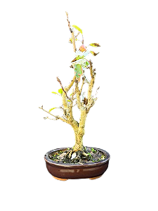 DUPLICADO - Bonsai Mini maçã - 5 anos