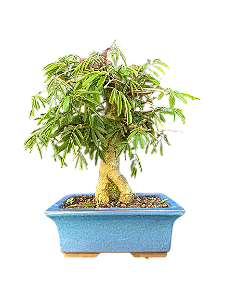 Bonsai Caliandra vermelha - 7 anos