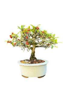 Bonsai Piracanta - 3 Anos