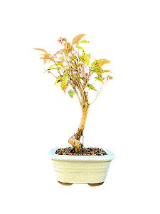 Bonsai Pitanga - 3 anos