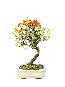 Bonsai Piracanta - 4 Anos
