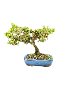 Bonsai Junípero procubens 4 anos