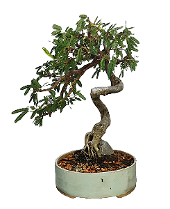 Bonsai Caliandra - 11 anos