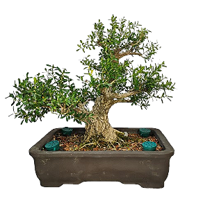 Bonsai Buxus Harlandii - 24 anos