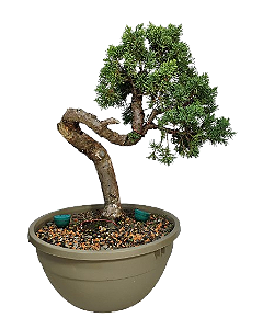 Pré Bonsai Junípero Shimpaku Kishu - 18 anos