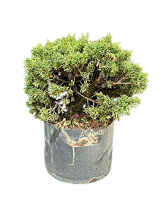 Pré Bonsai Junípero Shimpaku Kishu - 10 anos
