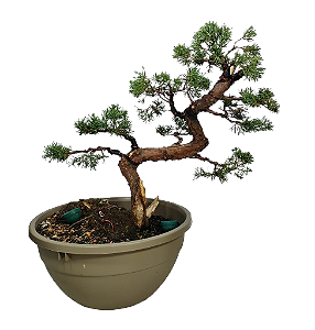 Pré Bonsai Junípero Shimpaku Kishu - 12 anos