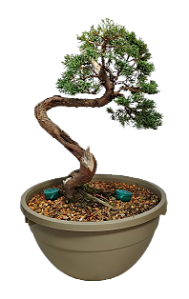 Pré Bonsai Junípero Shimpaku Kishu - 16 anos