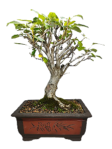 Bonsai Premium Mini maçã - 20 anos