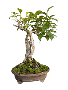 Bonsai Premium Primavera - 12 anos
