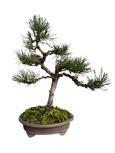 Bonsai Premium Pinheiro negro - 10 anos