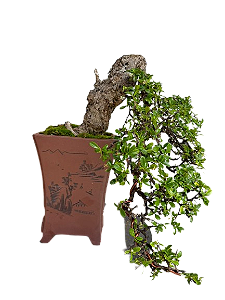 Bonsai Premium Carmona - 35 anos