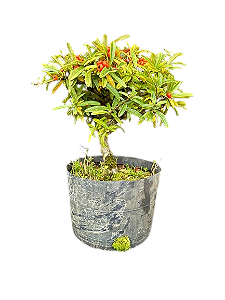 Pré Bonsai Piracanta - 4 Anos