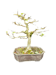 Pré Bonsai Acer kaede - 6 anos