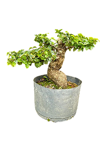 Pré Bonsai Ligustrum - 12 anos