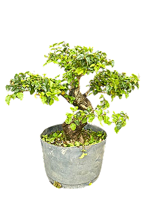 Pré Bonsai Ligustrum - 12 anos