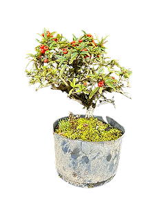 Pré Bonsai Piracanta - 4 Anos