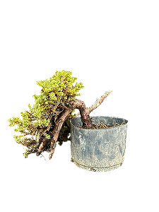 Pré Bonsai Junípero procubens - 5 anos