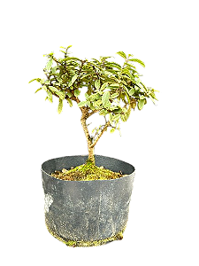Pré Bonsai Mini Goiaba - 4 Anos