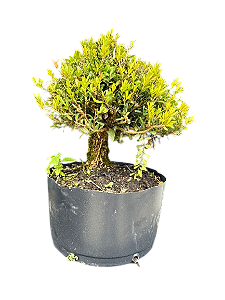Pré Bonsai Buxus Harlandii - 8 anos