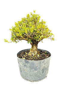 Pré Bonsai Buxus Harlandii - 8 anos