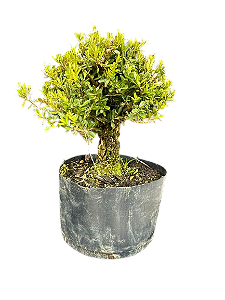Pré Bonsai Buxus Harlandii - 8 anos