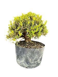 Pré Bonsai Buxus Harlandii - 8 anos