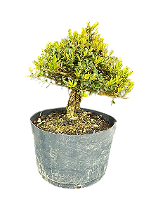 Pré Bonsai Buxus Harlandii - 8 anos