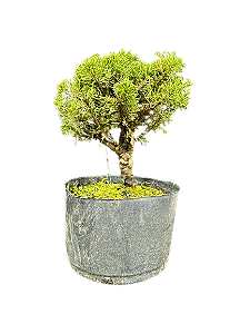 Pré Bonsai Shimpaku Itoigawa - 4 anos