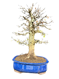 Bonsai Premium Acer kaede - 25 anos