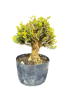 Pré Bonsai Buxus Harlandii - 8 anos