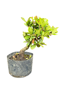 Bonsai Viburno - 5 anos