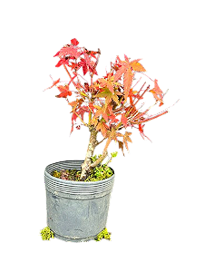 Pré Bonsai Acer Palmato - 3 anos