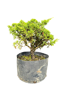 Pré Bonsai Shimpaku Itoigawa - 4 anos