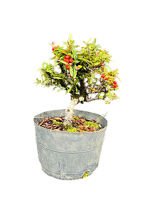 Pré Bonsai Piracanta - 4 Anos