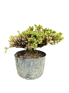 Pré Bonsai Junípero procubens - 6 anos