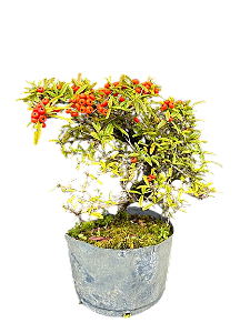 Pré Bonsai Piracanta - 4 Anos