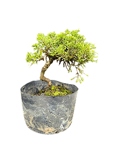 Pré Bonsai Shimpaku Itoigawa - 3 anos