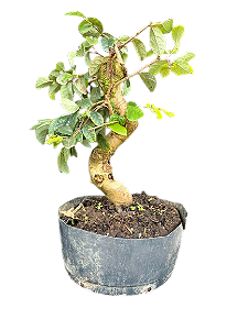 Pré Bonsai Loropetalum branco - 5 anos