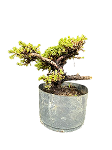 Pré Bonsai Junípero Shimpaku - 5 anos